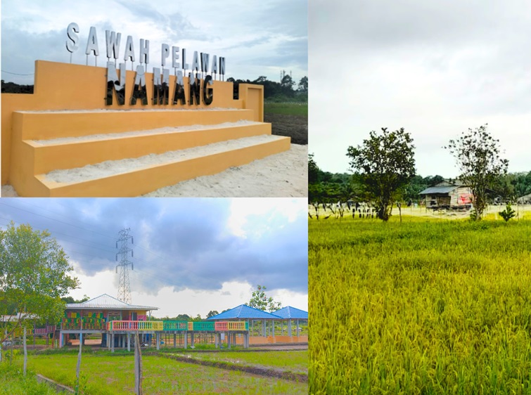 Sawah Pelawan